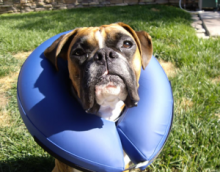 Souple et délicate: le chambre à air gonflable empêche votre chien d'atteindre les plaies ou blessures.<br>