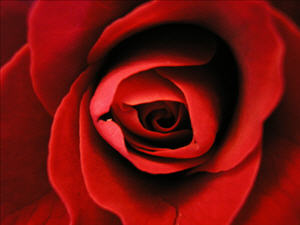 © castille - Fotolia.com; Die Rose Aroma-Essenz enthält auch heilende Wirkstoffe